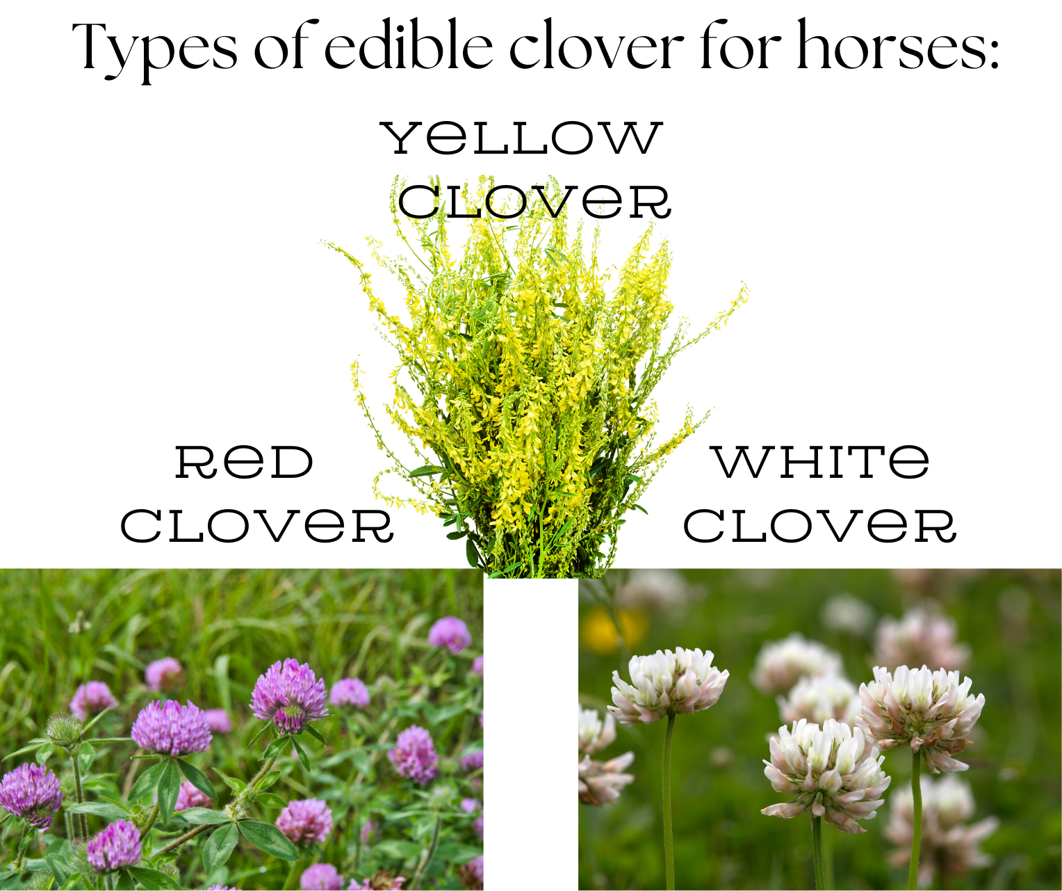 The Real Story About Clover for Horses