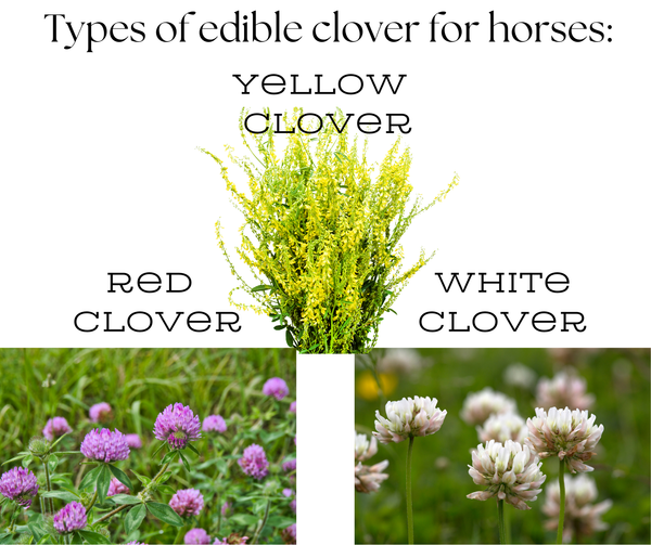 The Real Story About Clover for Horses
