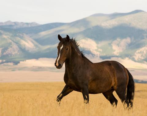 wild fed horse