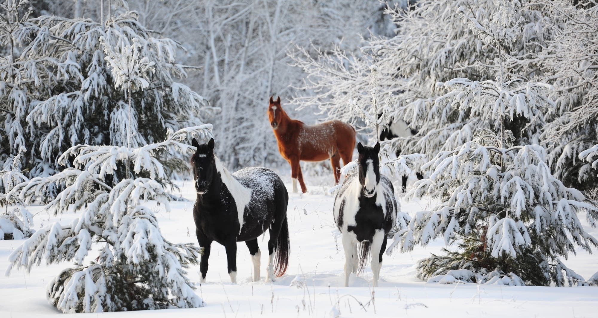 Winter Feeding Guidelines from Dr. Samantha Wellspring