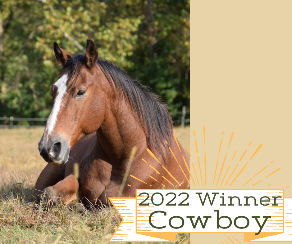 2022 Wild Fed Horse Photo Contest Winners