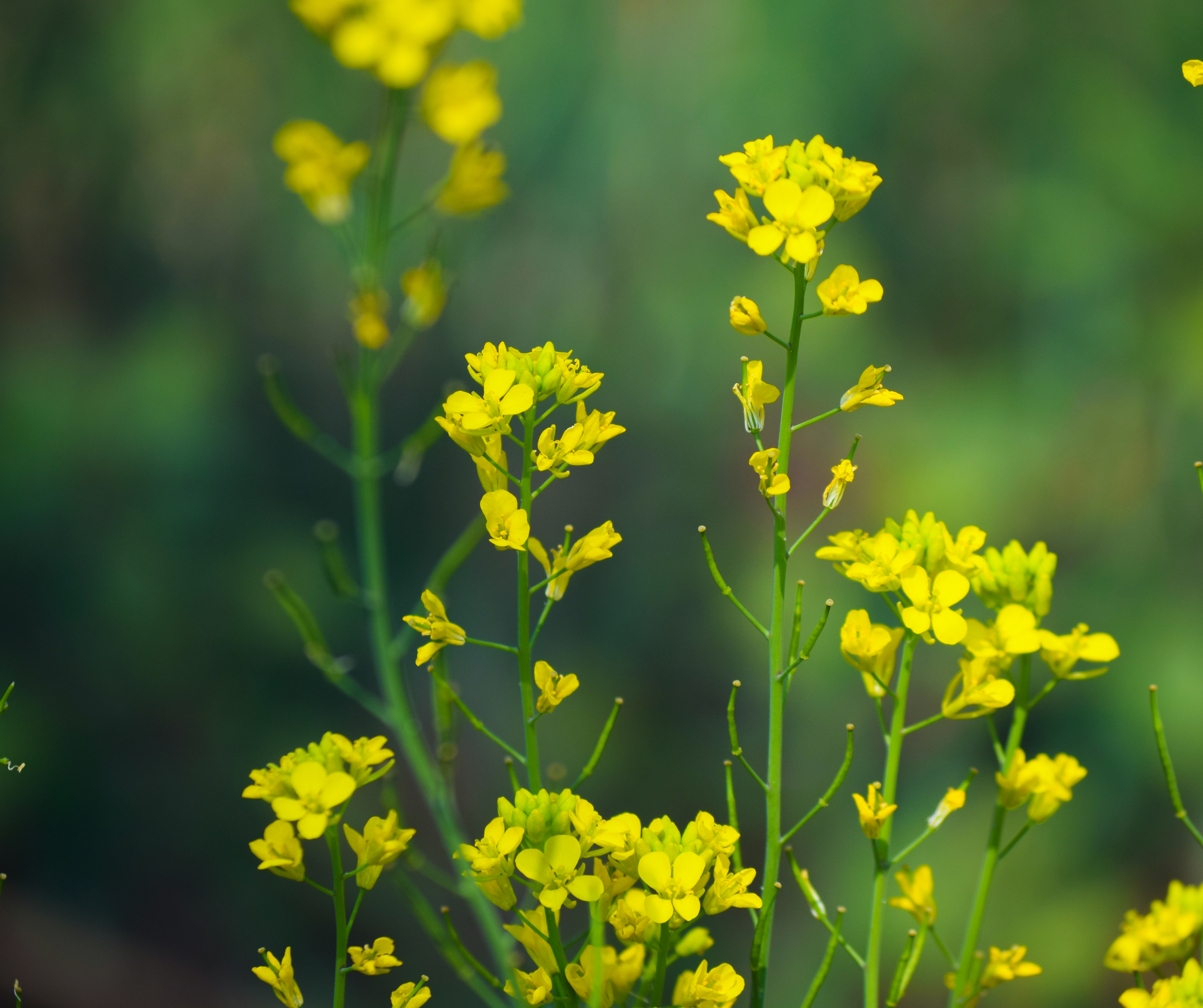 Are Mustard Family Plants Safe for my Horse?