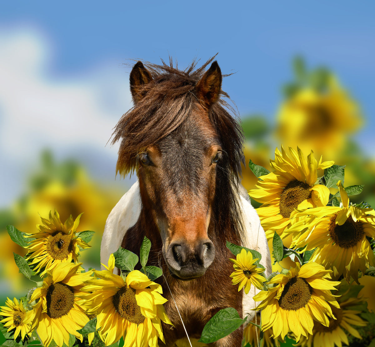 Why We Feed Seeds, Not Seed Oils