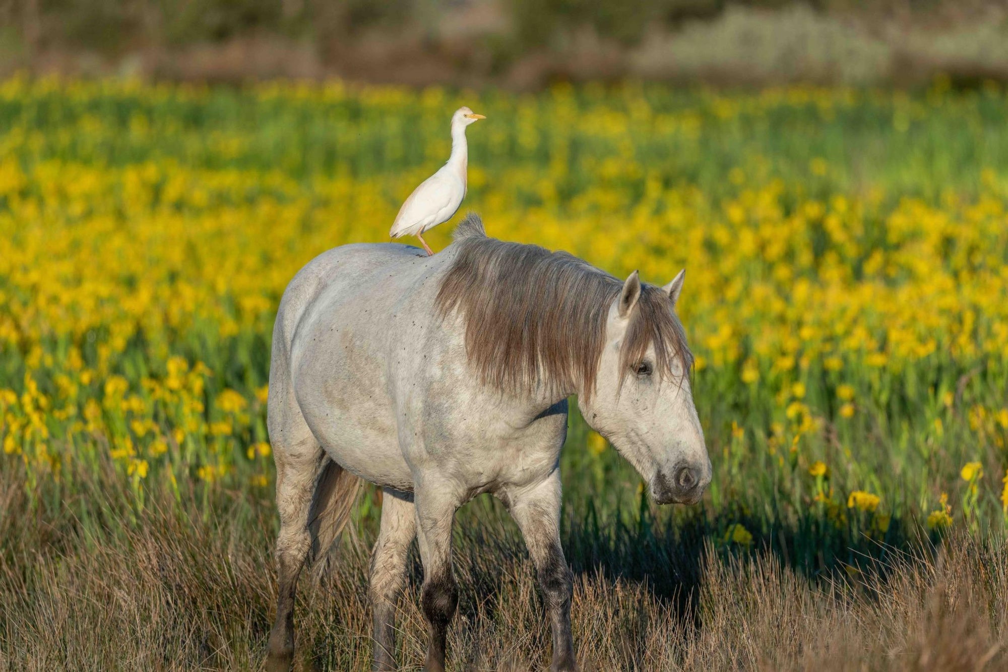 Why Do Horses Develop Allergies to No-See-Ums and Fly Bites? (And How to Naturally Break the Reactive Cycle)