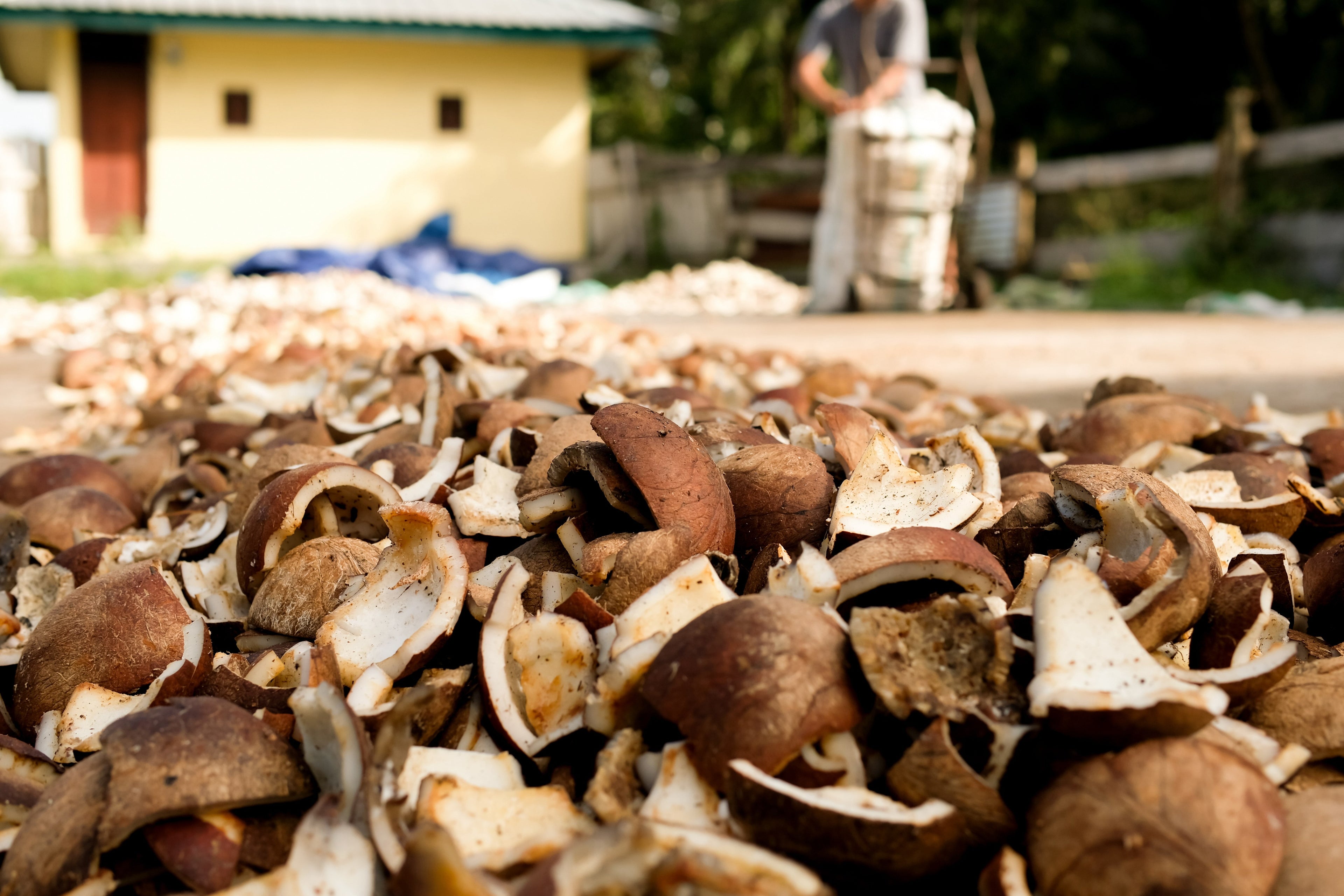 Should you be feeding Coconut Meal to Horses?
