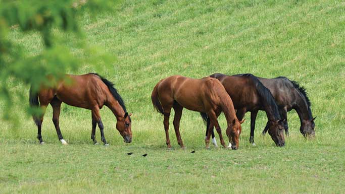 Pasture Management Ideas to Keep Sugars Low in Grass