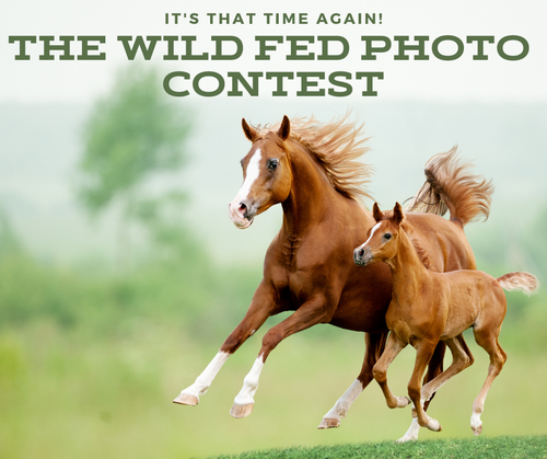 Announcing our 2021 Wild Fed Horse Photo Contest!