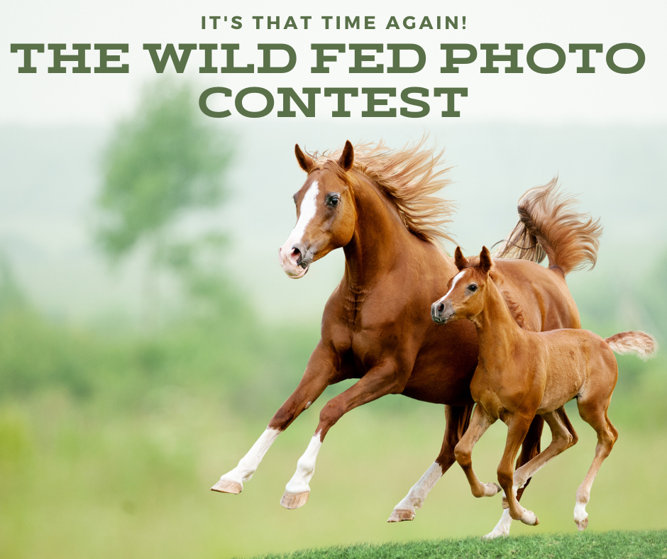 2021 Wild Fed Horse Photo Contest Winners