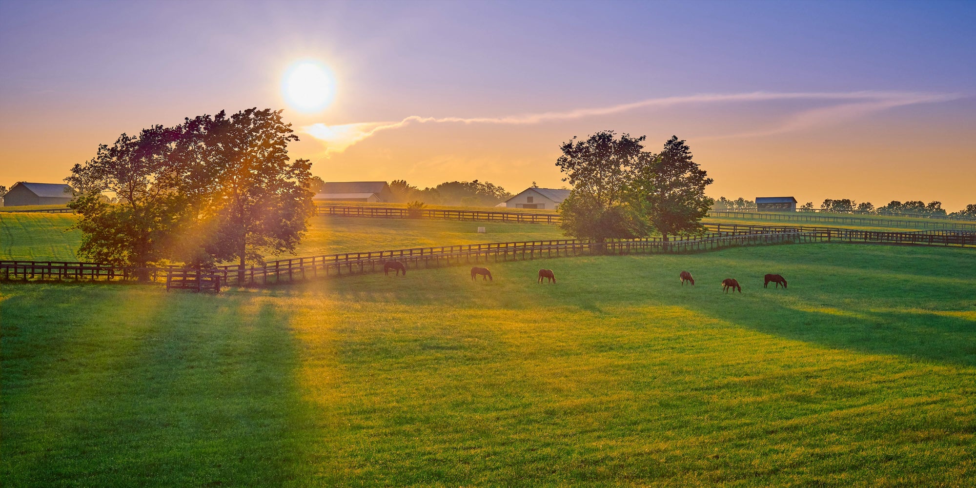 Feeding Horses to Balance Blood Sugar: Lessons from the Wild