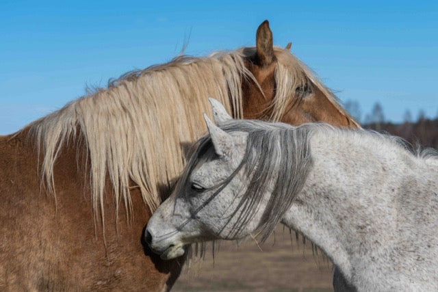 Horses itching each other