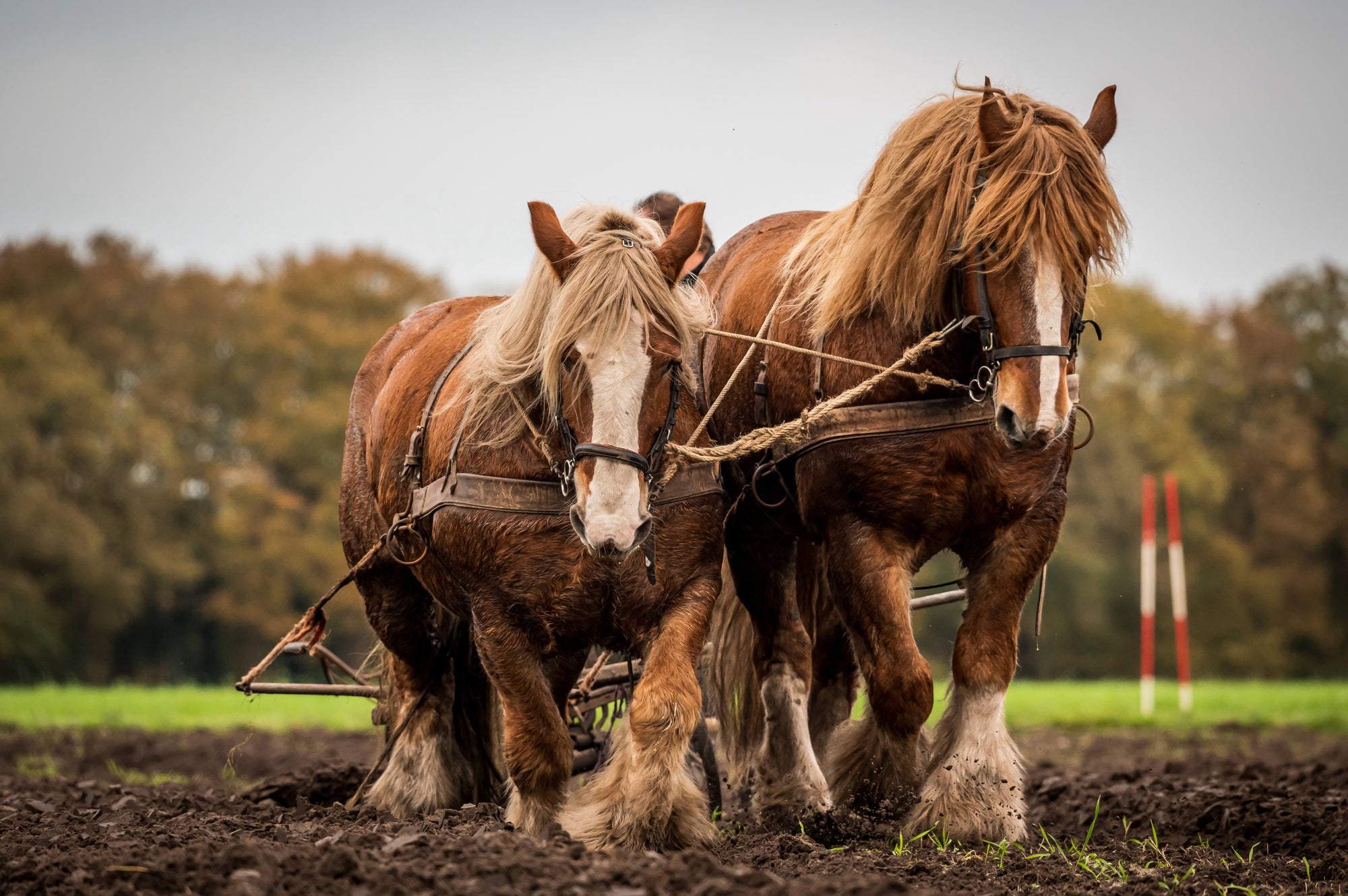 The Silent Workhorse: Why Liver Health Matters in Horses