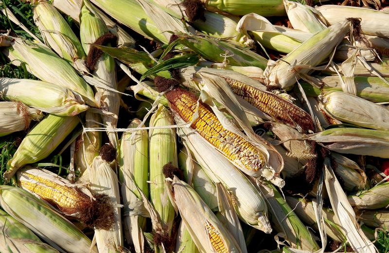 CORN AND HORSES