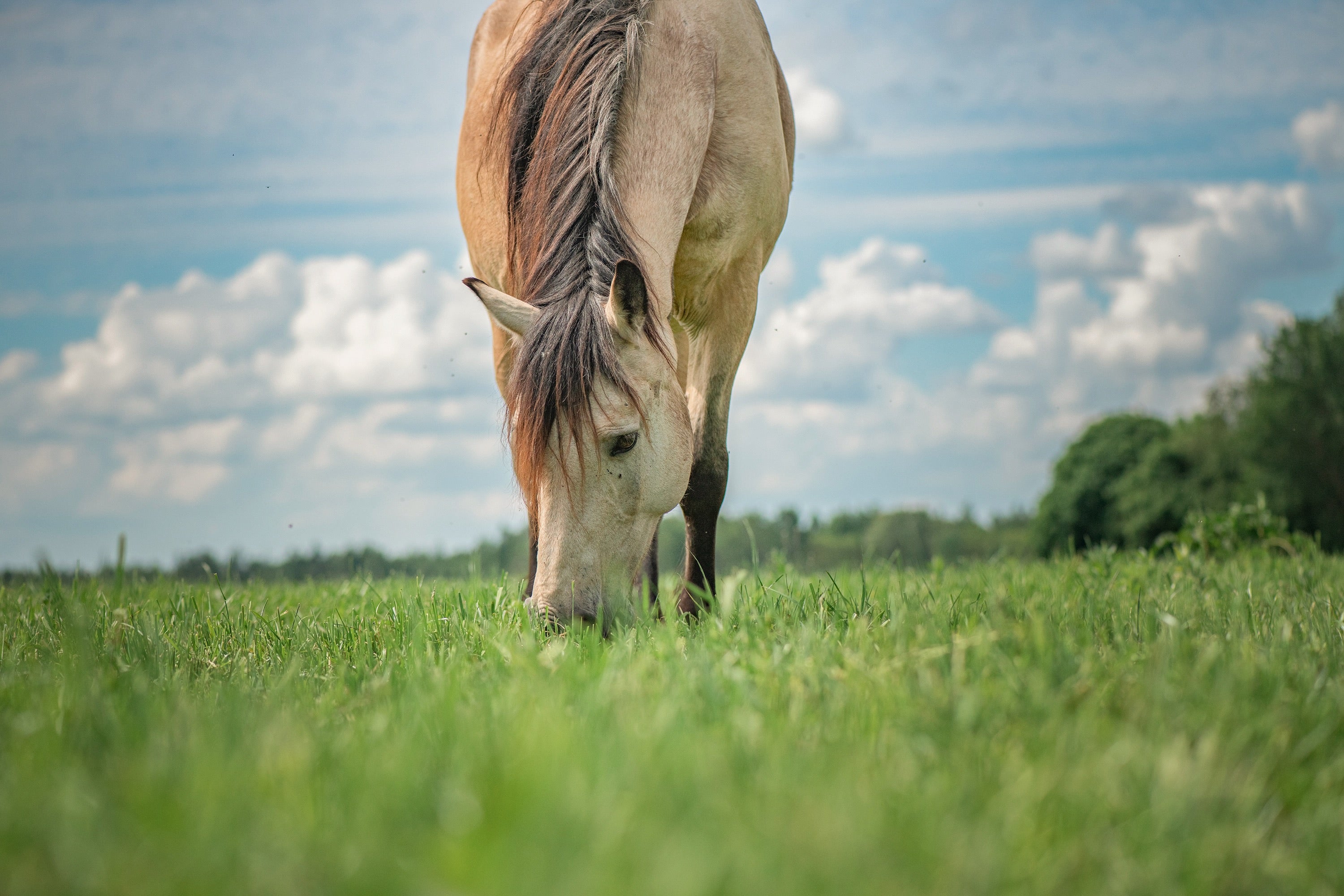 Grazing Smarter: Tips for Low-Sugar Grass All Season Long
