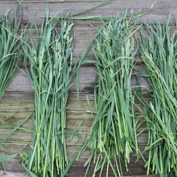TESTING YOUR HAY AND GRAIN