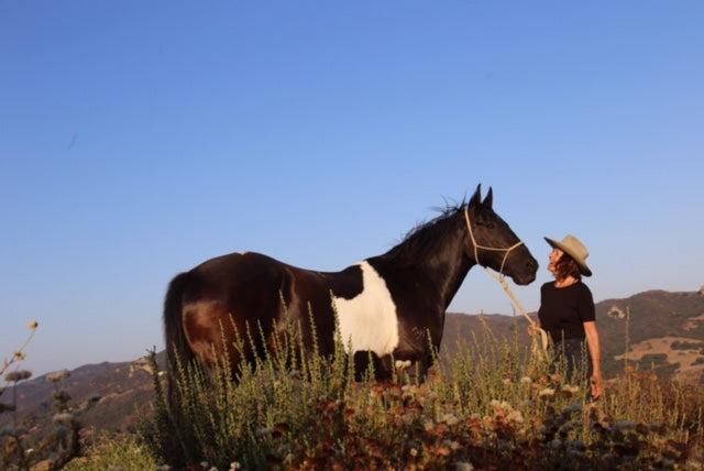 THE WILD FED HORSE PHOTO CONTEST