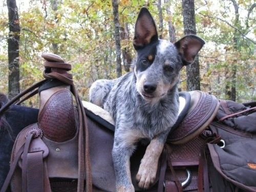Herbal Supplements for Dogs